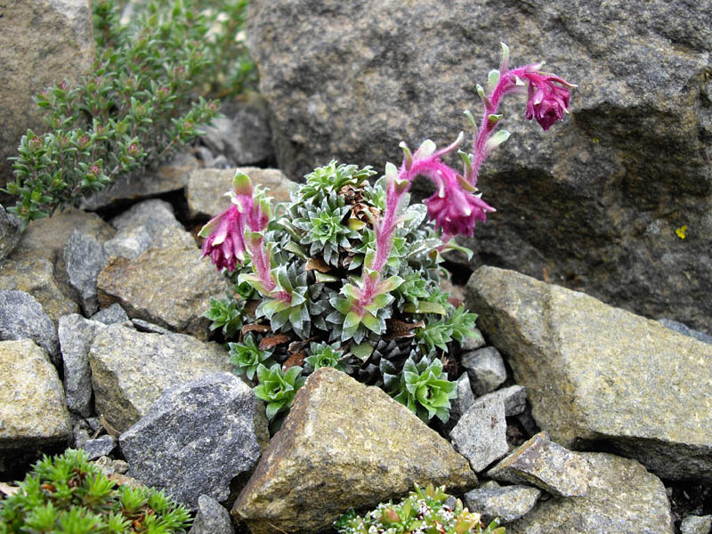 Saxifraga federici-augusti ssp grisebachii 'Wisley' 